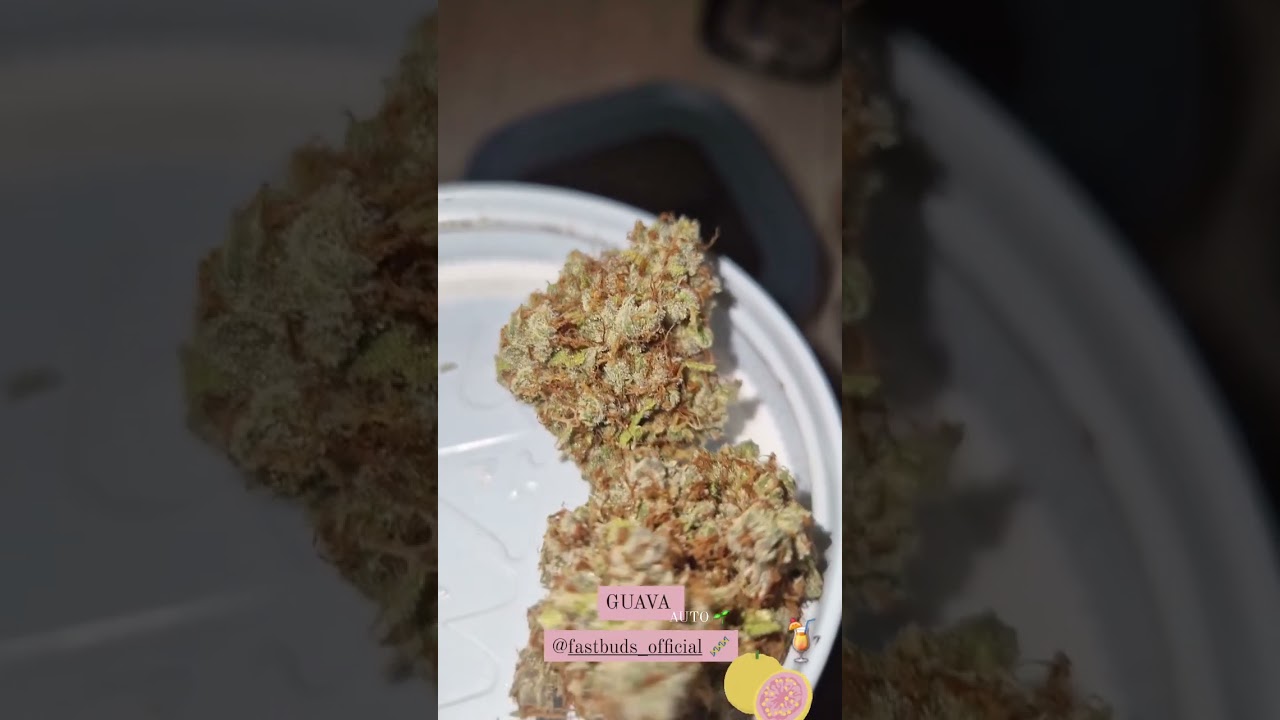 Guava Auto 🍓🍐 Fast Buds | Sativa by mysticterpz