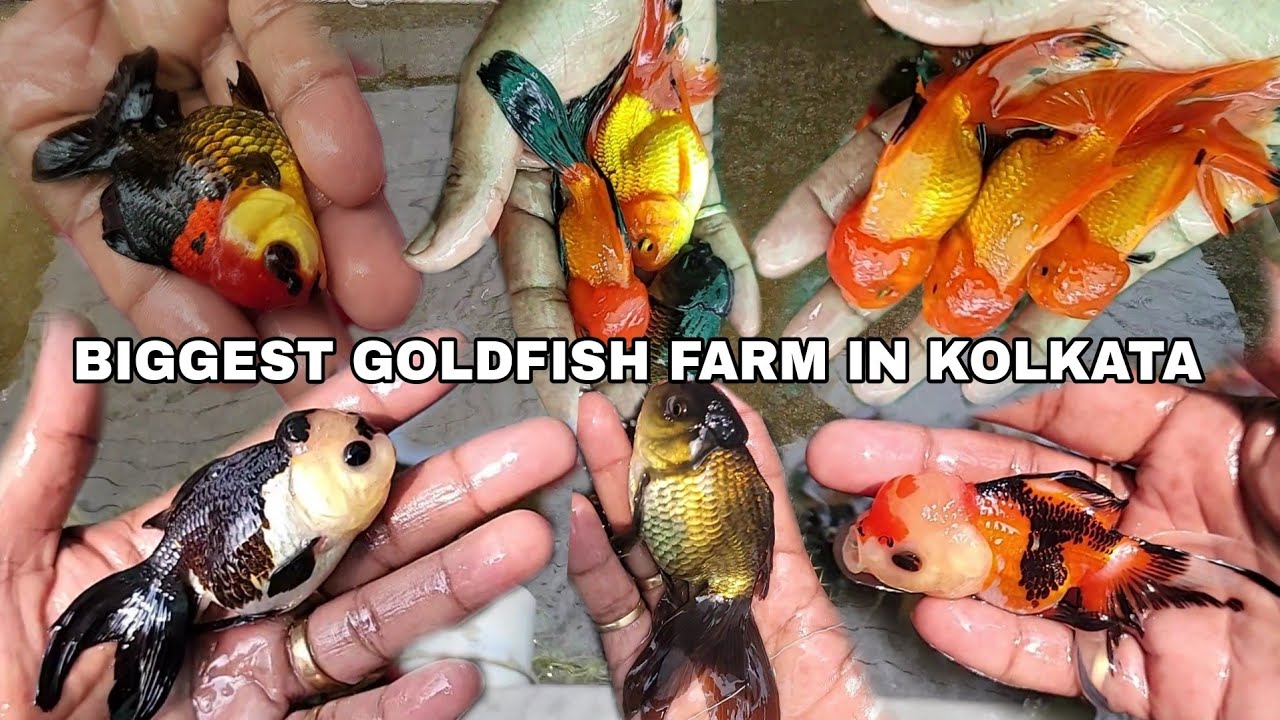 EXOTIC GOLDFISH FARM IN KOLKATA|BIGGEST GOLDFISH FARM IN HOWRAH|CHEAP PRICE AQUARIUM GOLDFISH