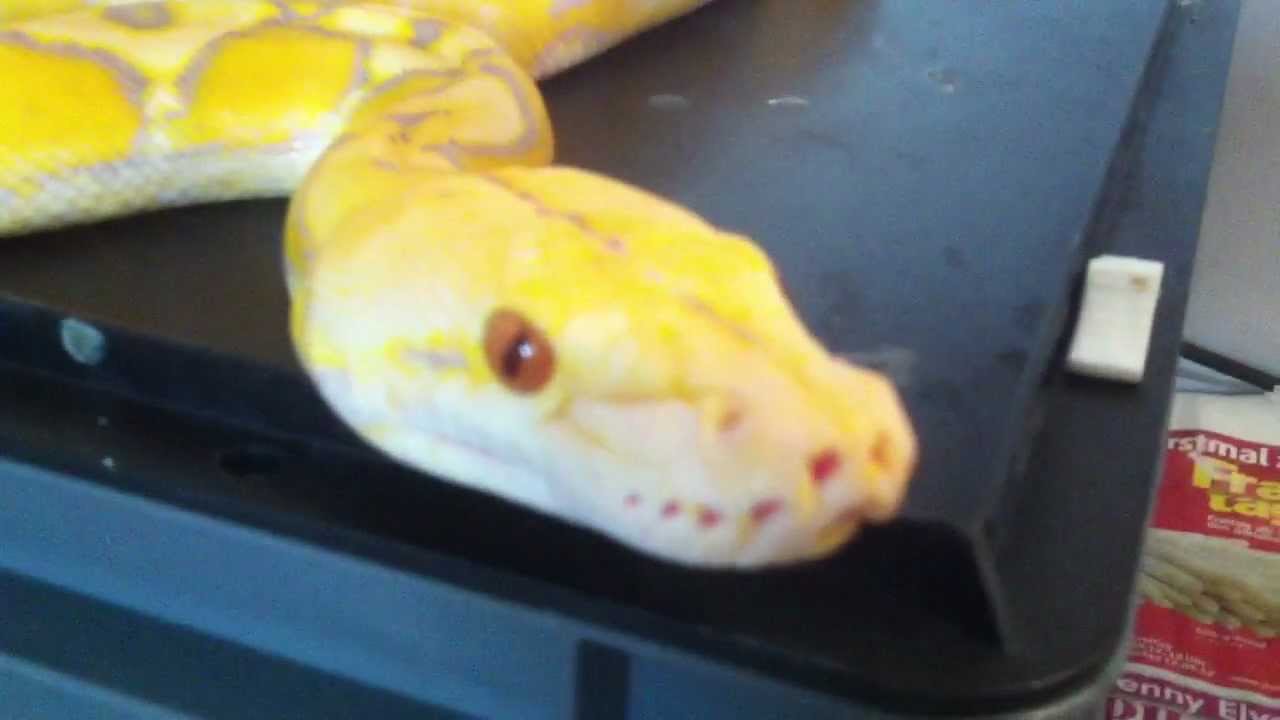 Sunfire-Purple-Albino Reticulated Python - 1,0
