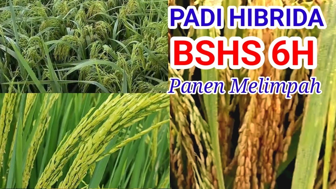 Keunggulan Padi Hibrida BSHS 6H dan Cara Merawatnya agar Hasil Maksimal