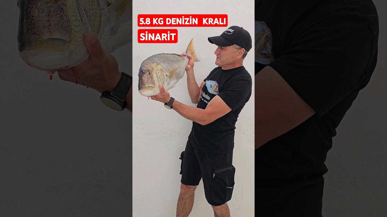 5.8 KG DENİZİN KRALI SİNARİT #fishing #Fishingshorts#balıkavları#balıkmezatı#sinarit#dentexdentex#
