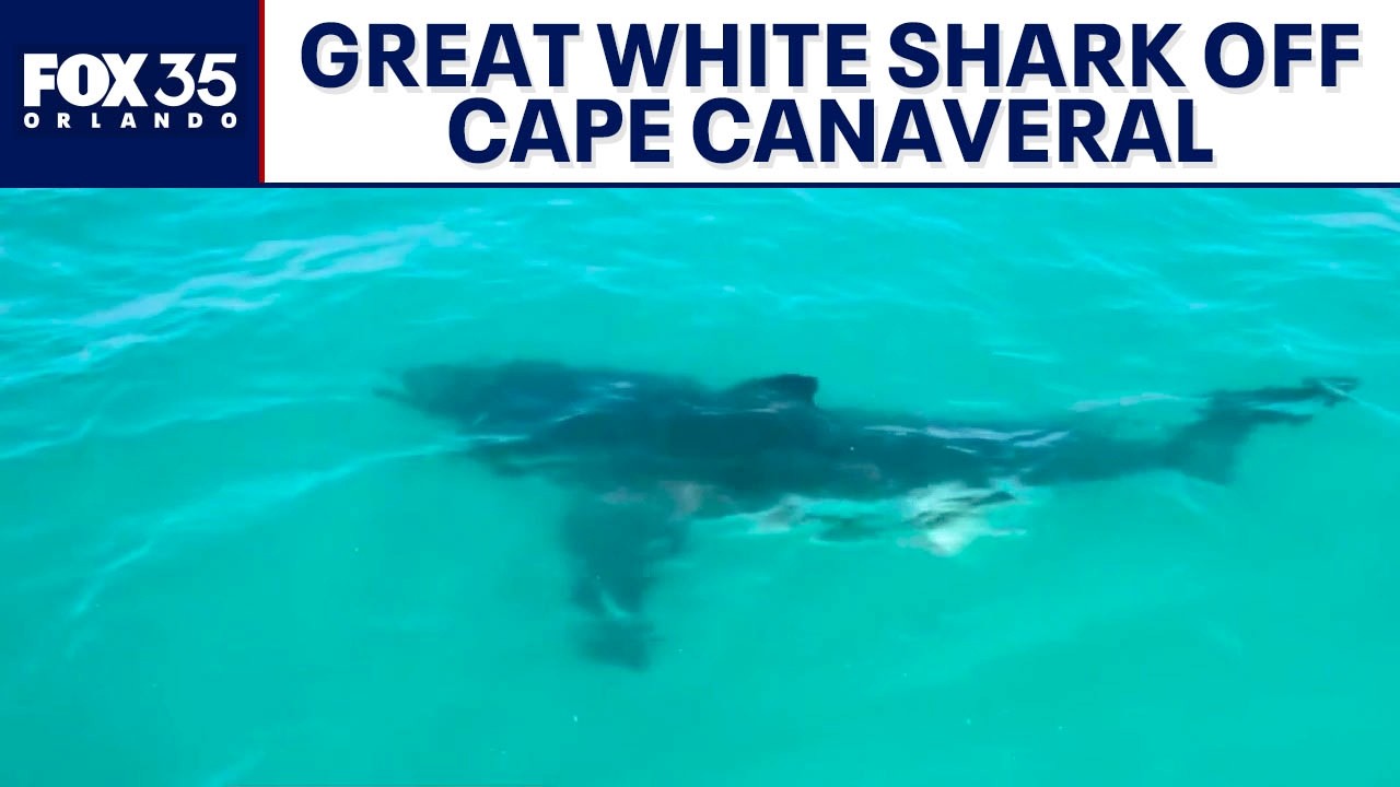 Fishermen spot massive great white shark off Cape Canaveral
