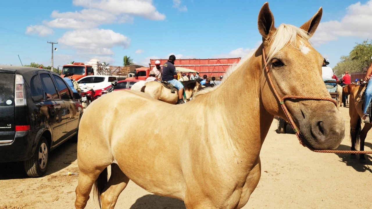FEIRA DE CAVALOS EM CARUARU-PE   06-01-2025 #nordeste