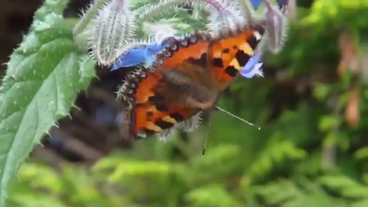 Wild Flower Borage Nectar Attracts Small Tortoiseshell Butterfly Ireland