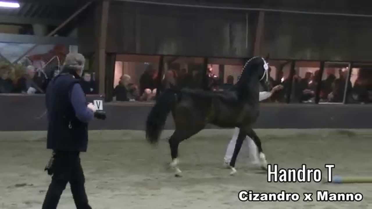 Try out for Dutch Harness Horse stallion selection in The Netherlands