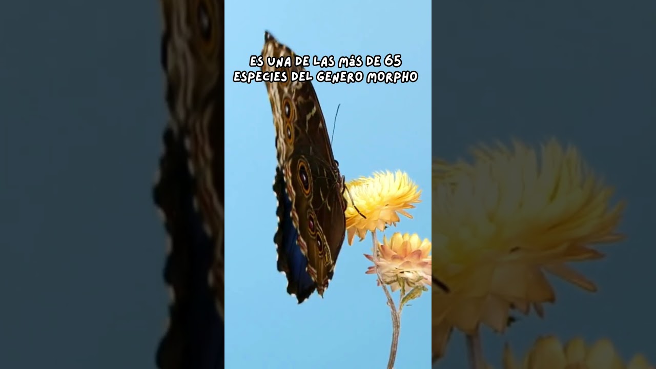 Frayito  Mariposa Morpho azul