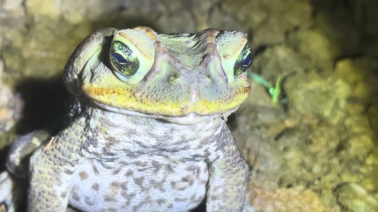 Alfredo diferentao 
