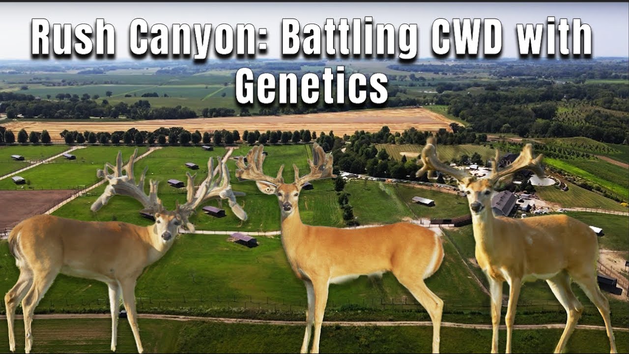 Breeding for the Future: Rush Canyon Ranch's Fight Against CWD