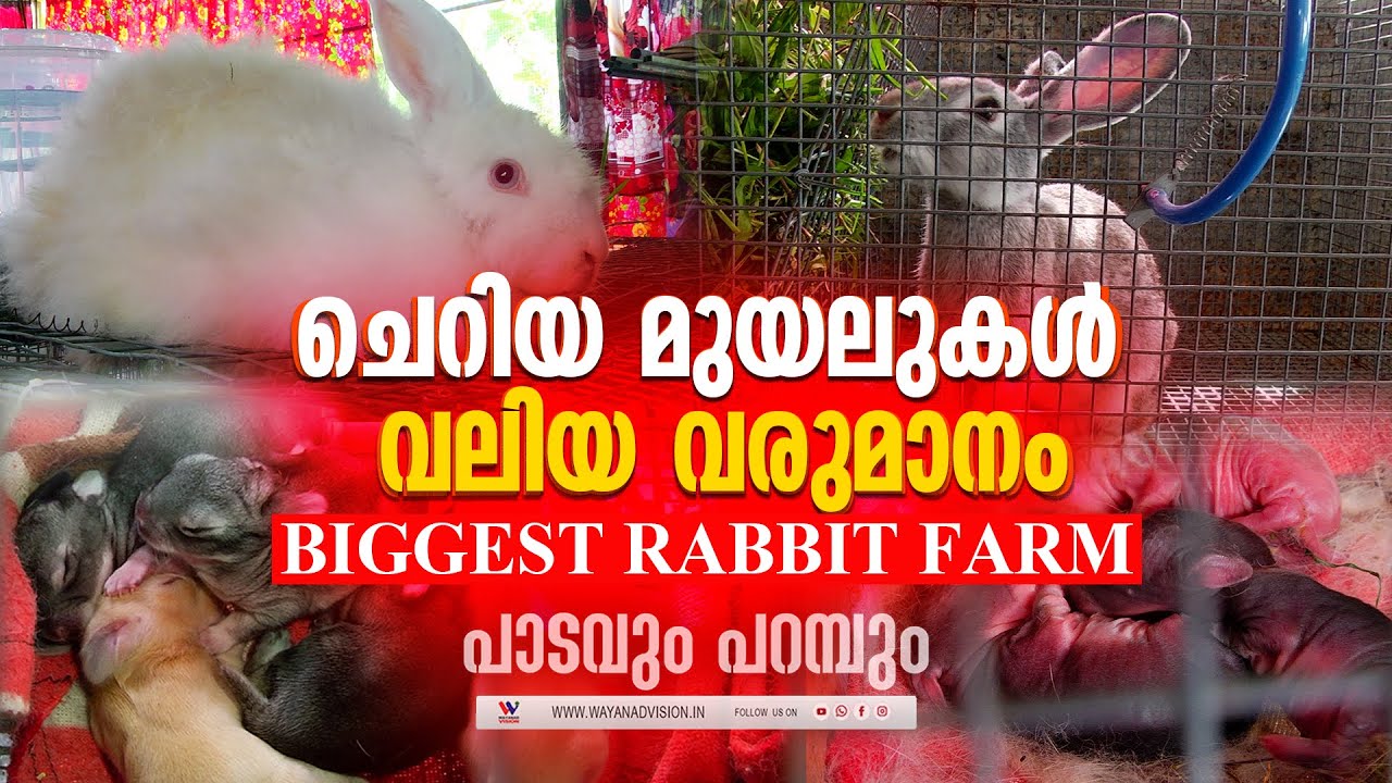 ഹിറ്റ്‌ അടിച്ച് കൊല്ലാൻ നോക്കി പക്ഷെ അഷ്‌റഫ്‌ തളർന്നില്ല | RABBIT FARMER | WAYANAD | PART 1