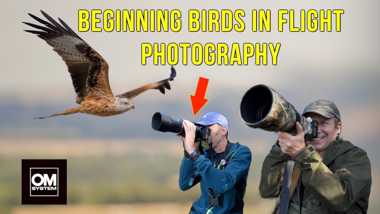 Birds in Flight Photography - Teaching my friend | Red Kites with OM System OM-1