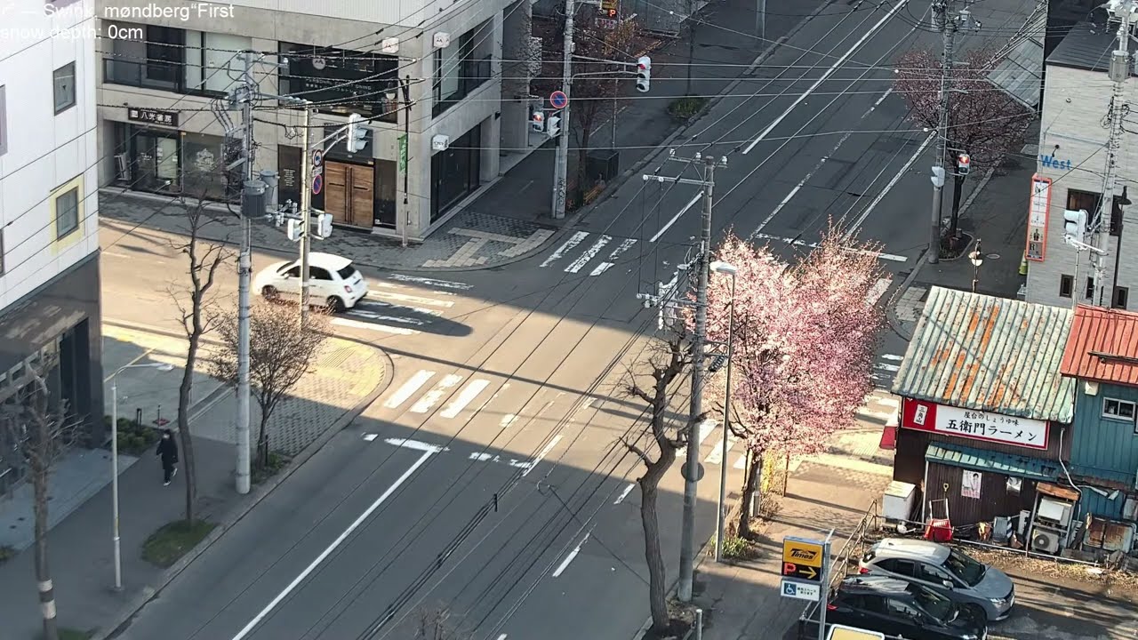 🌸Ezoyamazakura cherry blossoms in full bloom in Sapporo, lofi radio 2 hours | April 26, 2025