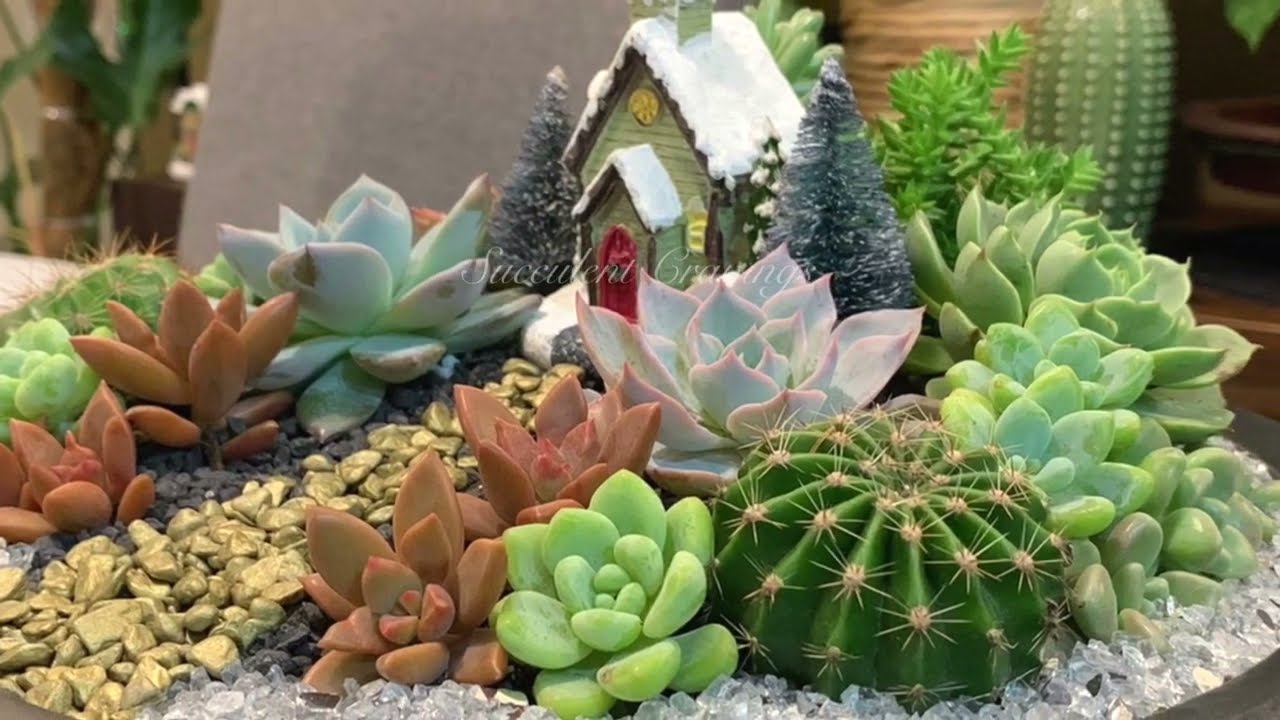 Simple Christmas Succulent Arrangement