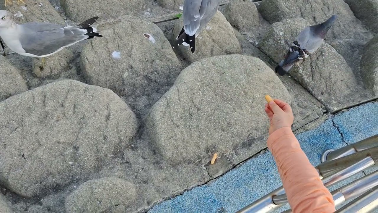  새우깡을 두고 벌이는 갈매기들의 사투 🍤 🍪 