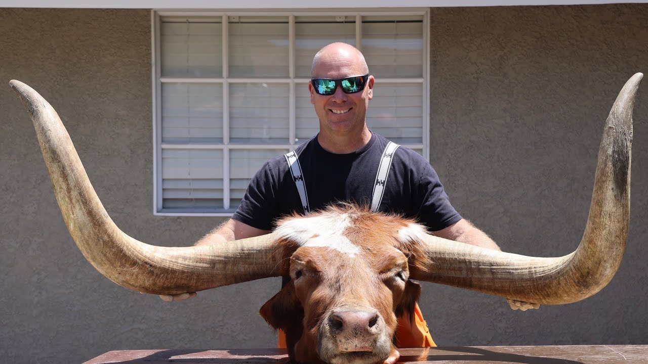 HOW TO CLEAN A LONG HORN SKULL