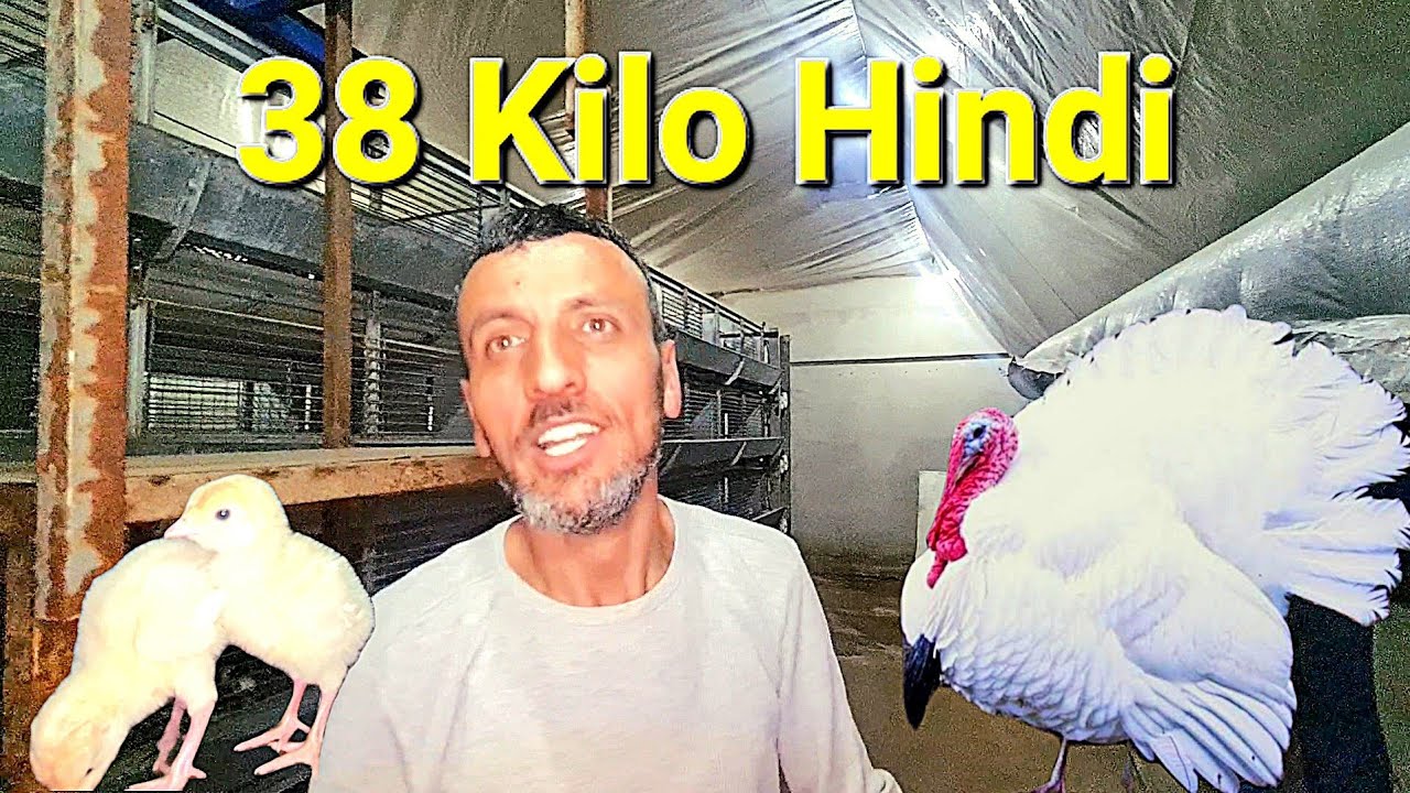 6 Bin Hindi ve Hindi Besiciliğinde Merak Edilen Tüm Cevaplar?38 Kiloluk Kanada Hindisi?#hindibakımı
