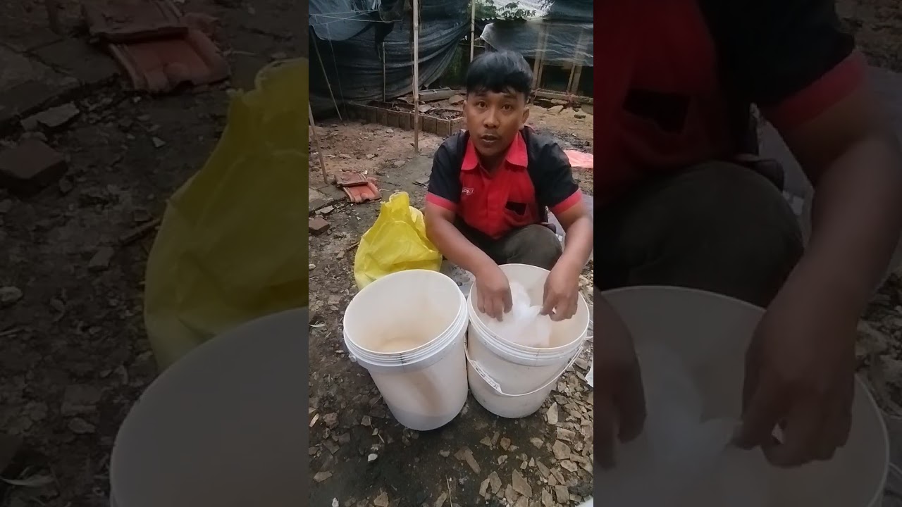 Daily vlog #102 nyampur pakan e petek bolo gae sak ulan #belajarternakternik #pakanalternatif