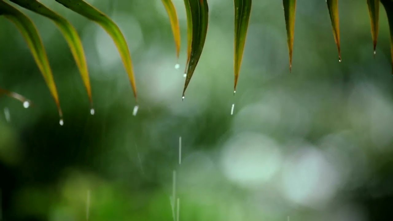 Gentle Rain + Relaxing Piano Music ☔ Healing Sleep, Anxiety Relief