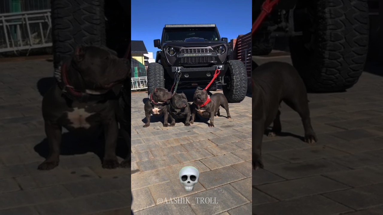 Bull Dog Can't be Scary 💀