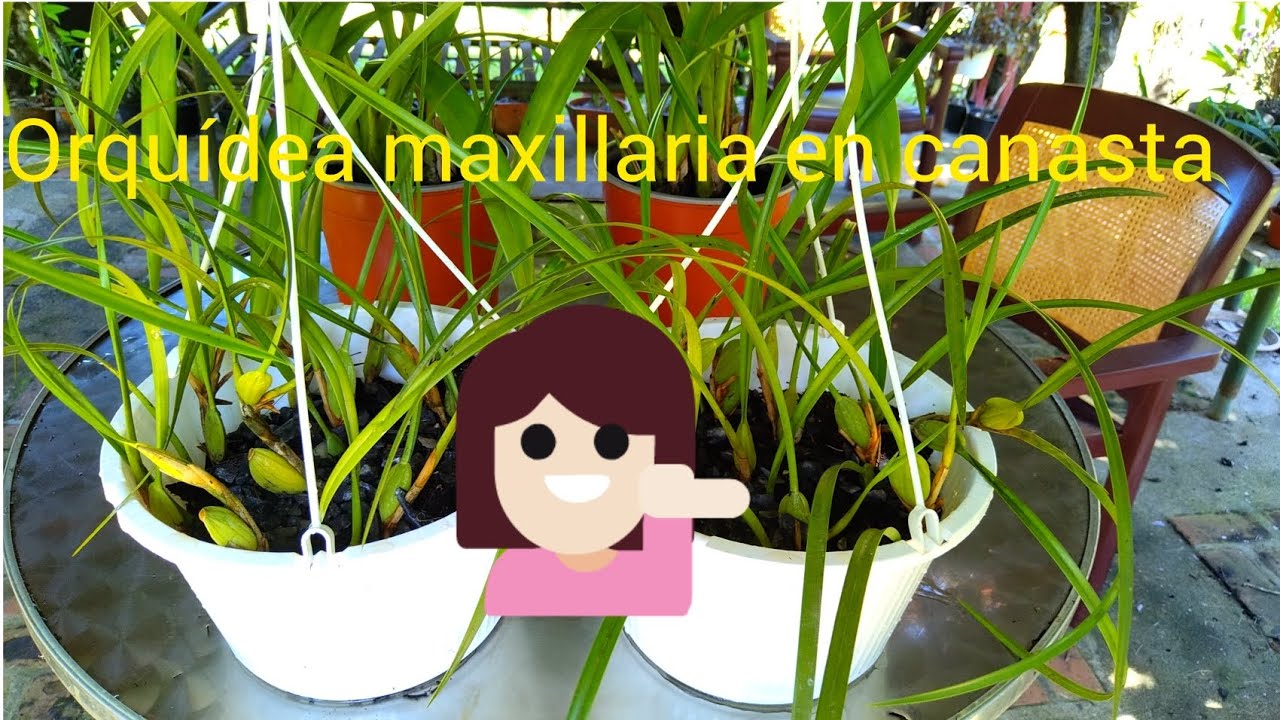 !! DIVISIÓN DE ORQUÍDEAS MAXILLARIA!!)/orchid division!!