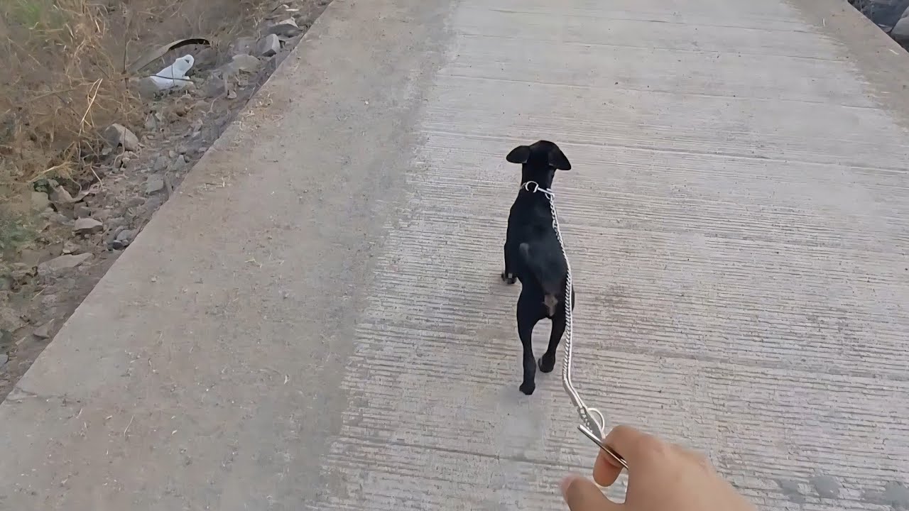 New dog la walk la gheun alo