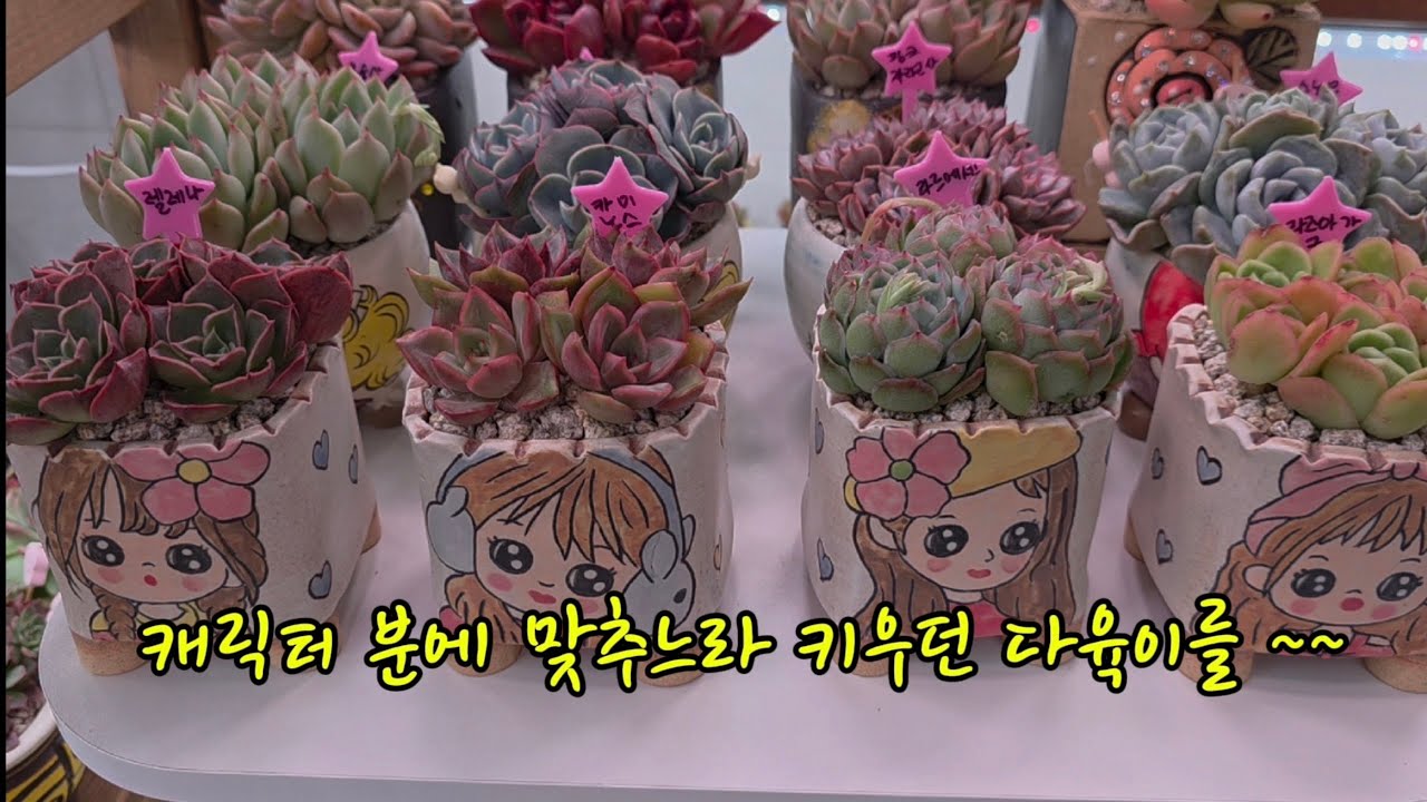 분갈이 하다보니 또 새벽이네요 ㅋ 