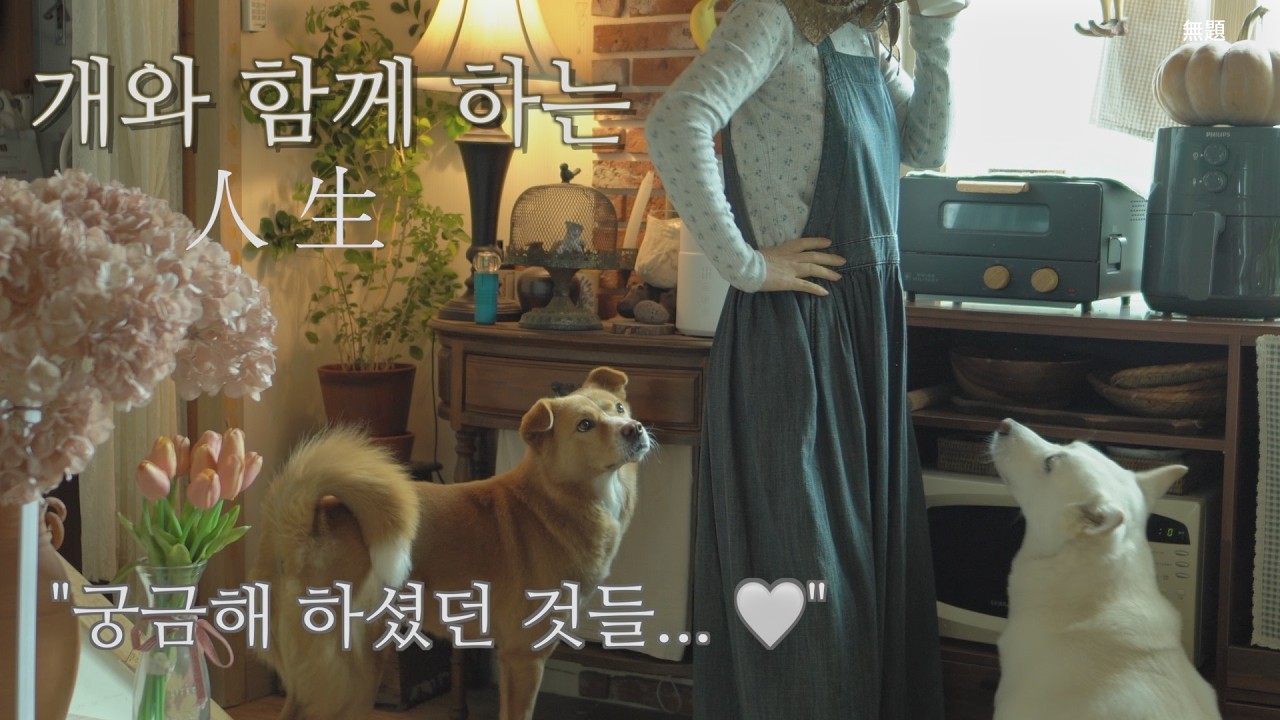 궁금해 하셨던 것들 대답해 드려요 🤍 | 개와 함께하는 인생 | 구독자 Q&A🪴