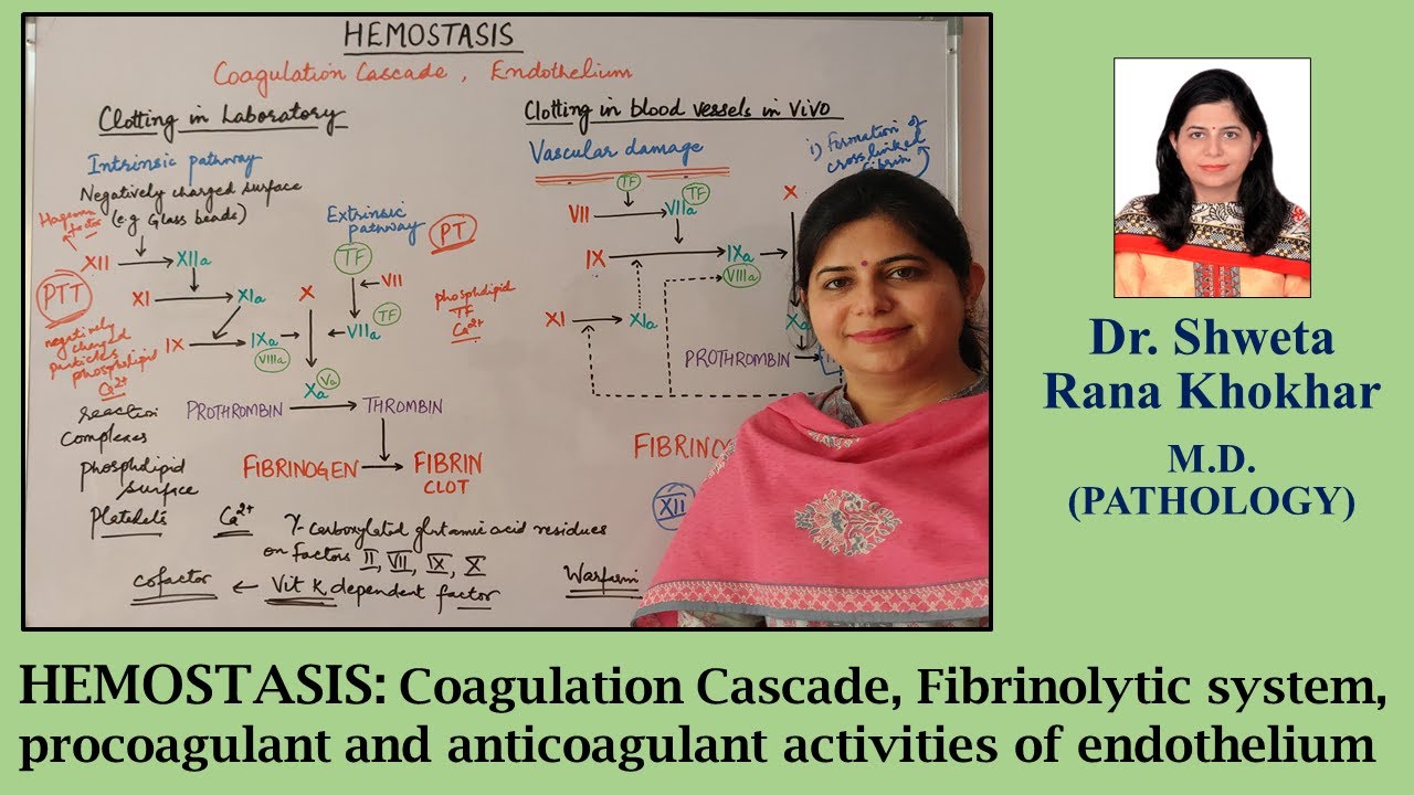 HEMOSTASIS: Coagulation Cascade, Fibrinolytic system, Endothelium (Pro and anticoagulant activities)