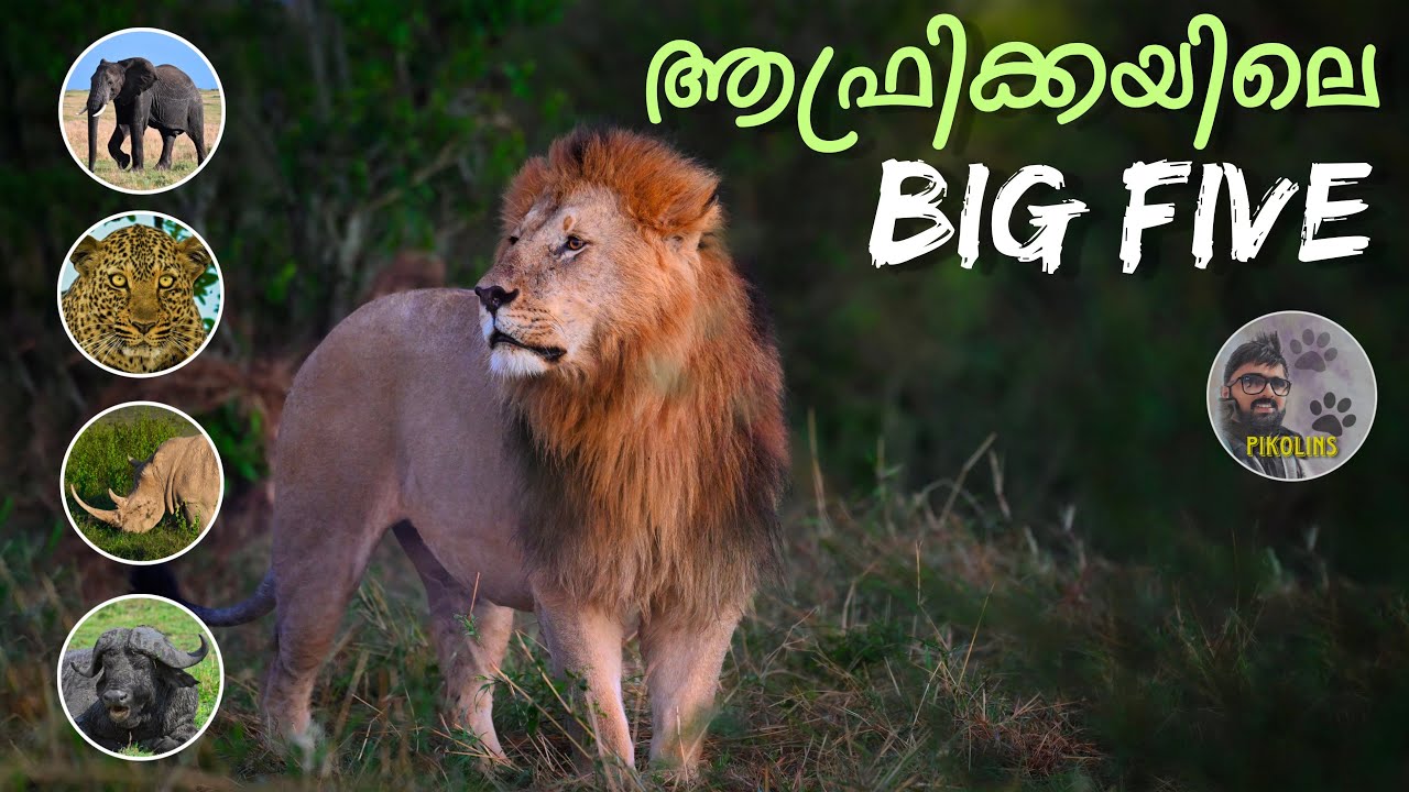 Big Five Animals of Africa | Rhinos and Leopards in Masai Mara