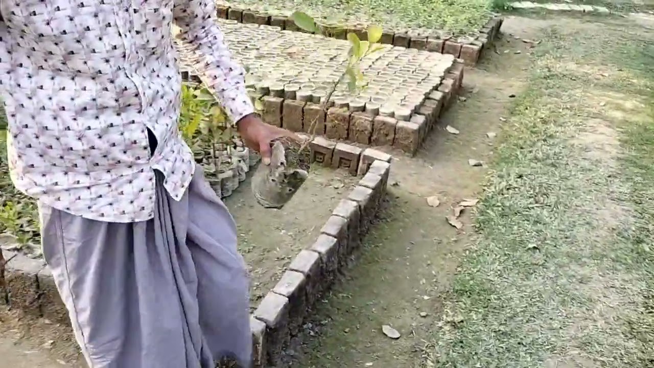 ৩০ জন স্পেশাল গাছ লাগানোর ভিডিও।  আপনার একটি কমেন্টে আমরা লাগাবোর একটি গাছ !  