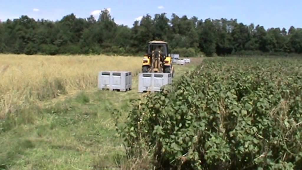 Zbiory czarnej porzeczki kombajnem dostosowanym Braud 2720 2014r. &ndash; kopia