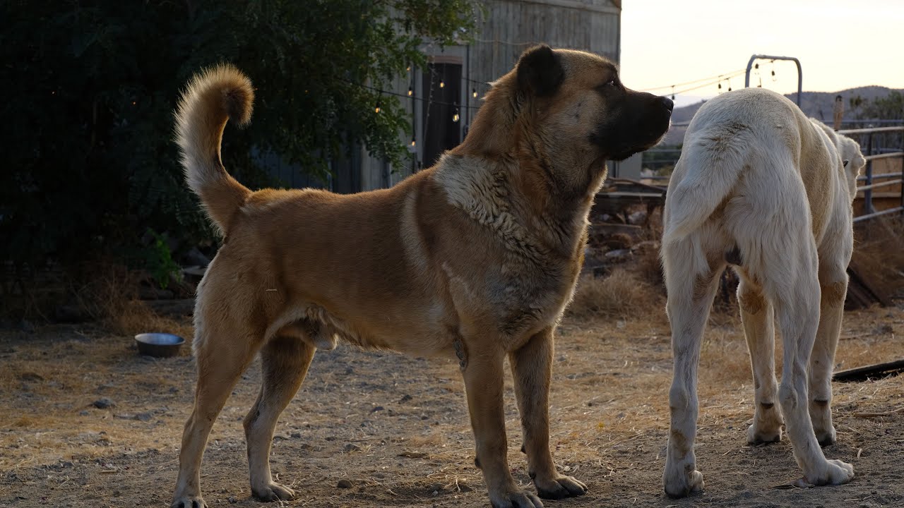 Armenian Gampr Wolfhound and Alabai. Gampr asserting his dominance.