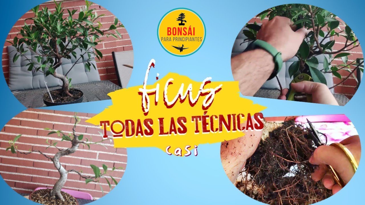 🅵🅸🅲🆄🆂 Cómo PODAR un ficus // Cómo TRASPLANTAR un ficus // Bonsái para principiantes