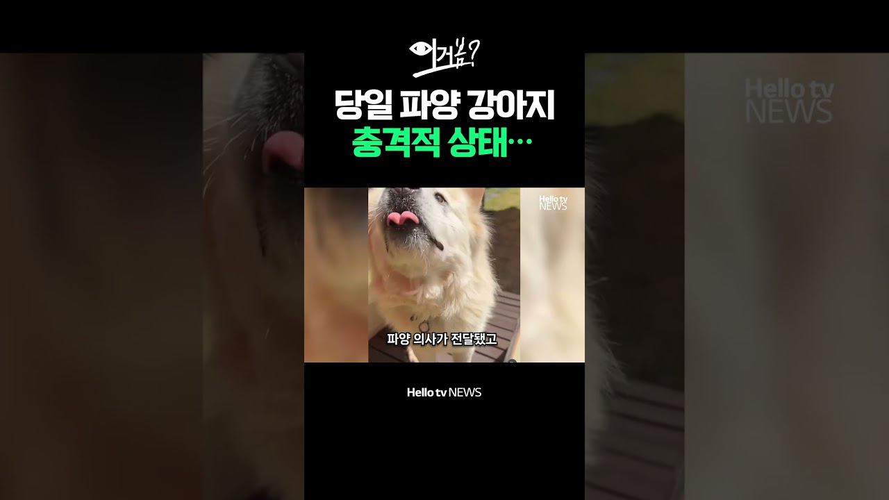 8시간 만에 파양됐는데 180도 바뀐 강아지&hellip;충격적인 상태 실화?!ㅣ#강아지입양 #동물학대