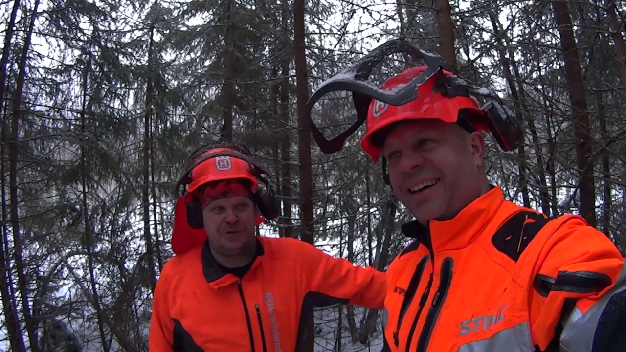 Emäkoivu nurin!