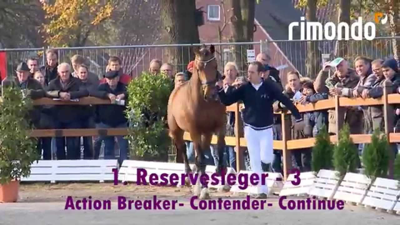 Prämienhengste der Oldenburger Hengst-Tage 2014