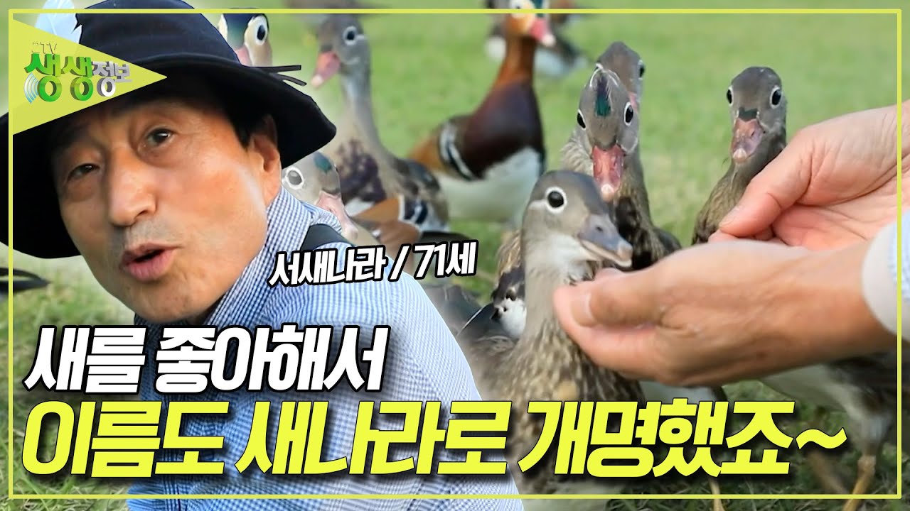 30년 넘게 원앙을 키워온 원앙의 새 아빠! 서새나라 씨! 원앙이 서새나라 씨를 따르는 이유는? [2TV 생생정보] KBS 251110 방송