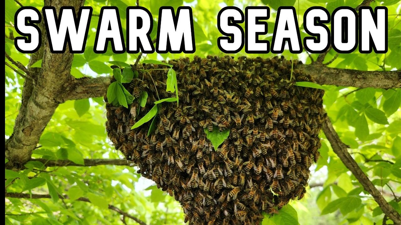 How to Set Up a Nuc Box Swarm Trap (Catch Bees Easily!)