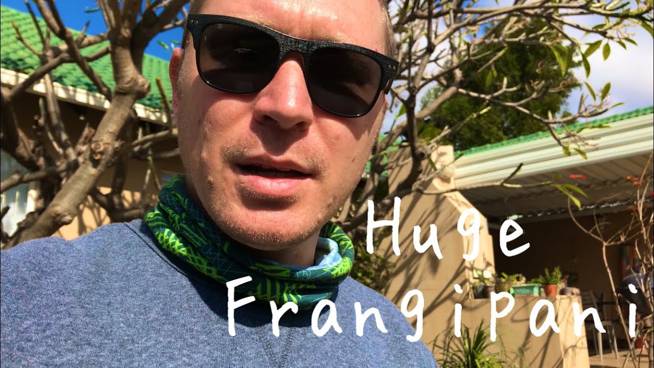 Massive Frangipani/Plumeria gets a hard winter trim