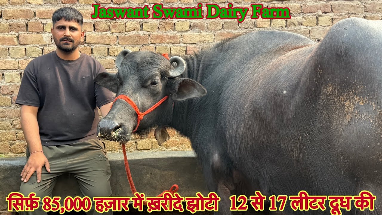 सिर्फ़ 85,000 हज़ार से शुरू दाम ✅12 से 17 लीटर दूध तैयार की 🏆टॉप की झोटिया ख़रीदे 😱#animals #bull 
