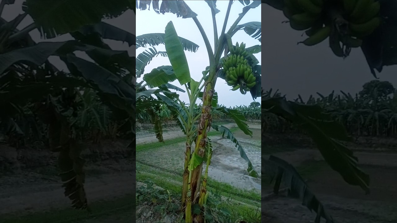 মাছের সাথে কলার চাষ। #bdreja #fish #কলাবাগান #কলাগাছ #মাছ #মাছচাষ #banana #jashorenews #jashore #bd