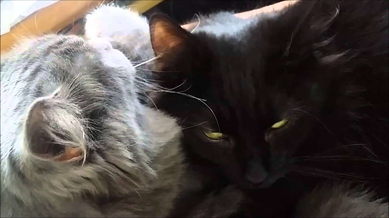 Purr Therapy