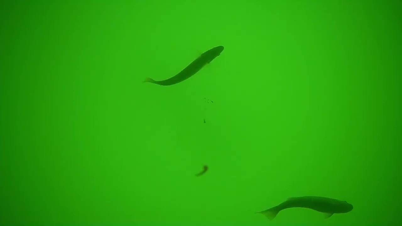 Barsch (Egli) Fischen mit Hegene
