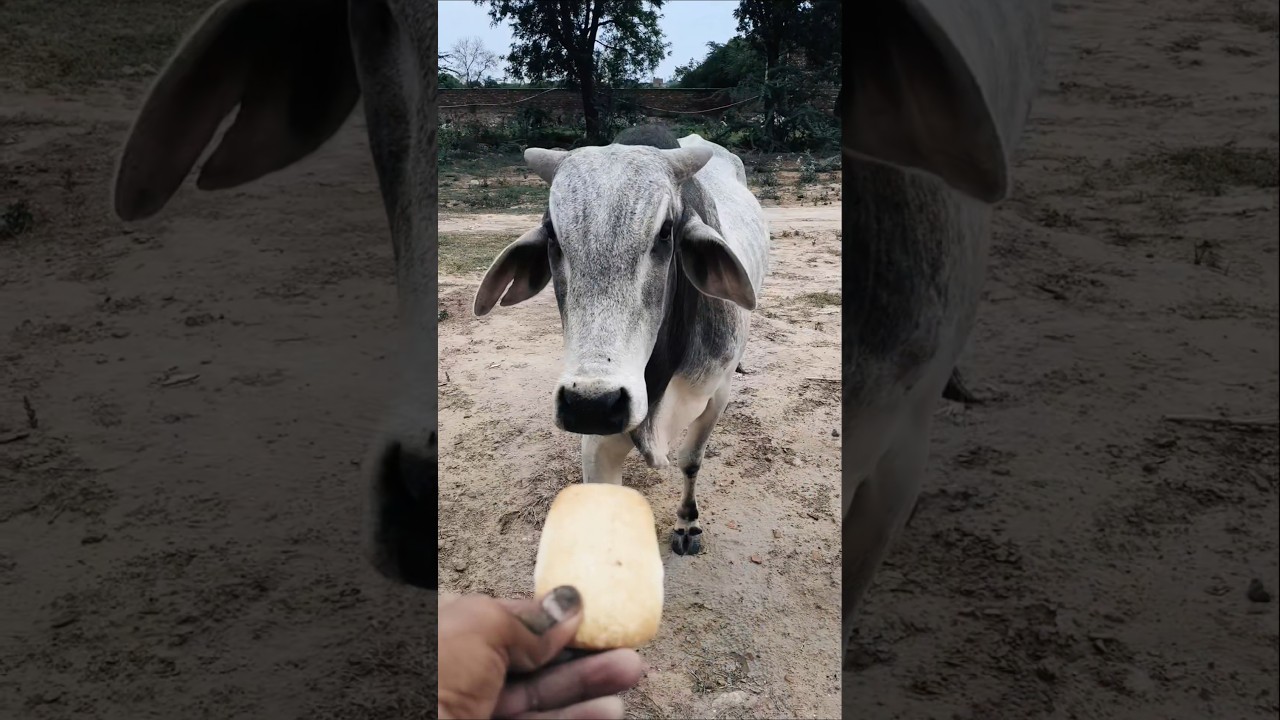 Have you ever seen a cow eat a biscuit? 😱 #shorts #animals #bull #cowlove