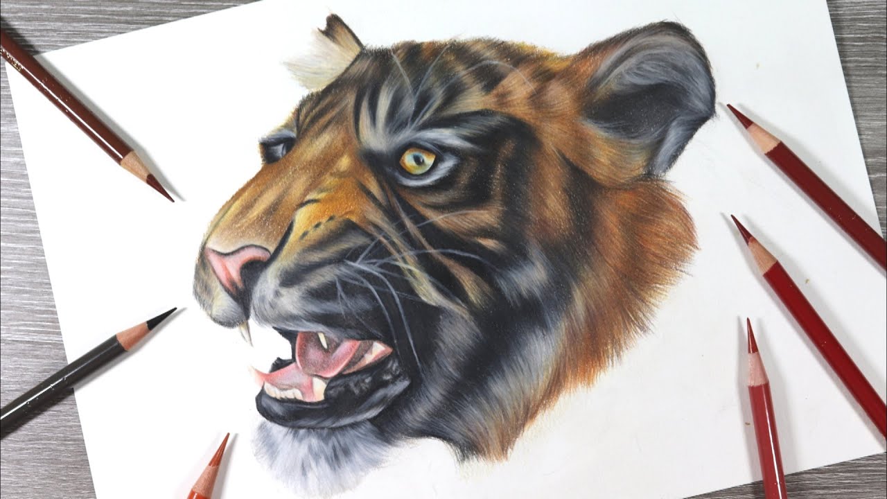 How to Draw a Realistic TIGER | Coloured Pencil Tutorial