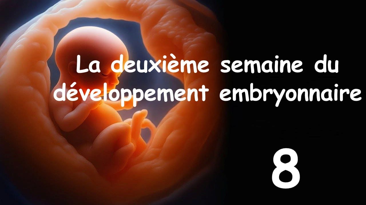 Embryologie (2025) : La Deuxième Semaine du Développement Par Abdellah