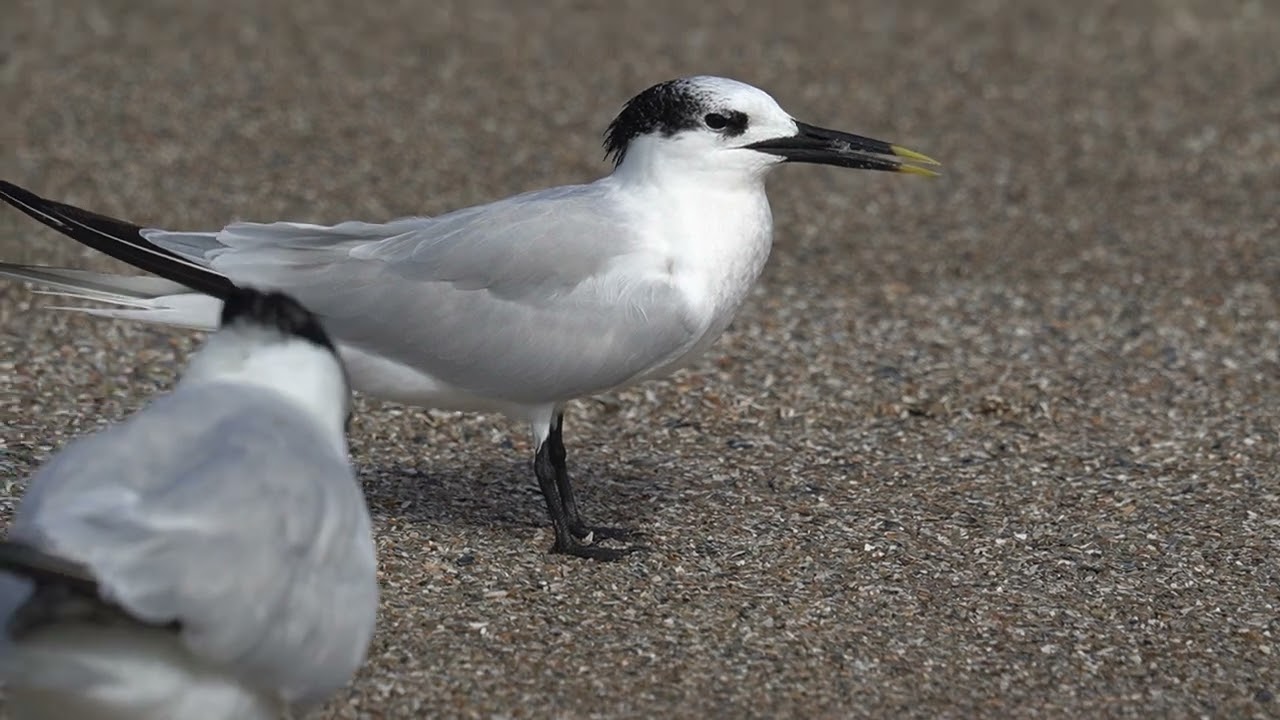Sandwich Tern with its Mouth open