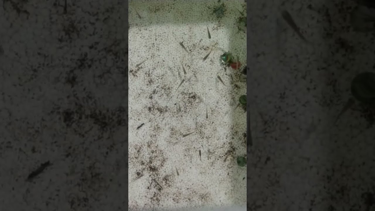 cá cảnh cà mau đang phát trực tiếp!