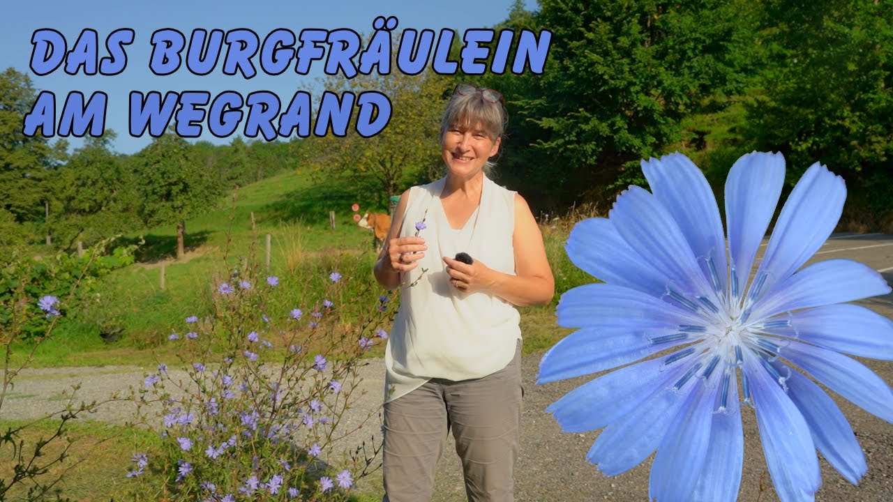 Wegwarte - Die blaue Heil- und Küchenpflanze