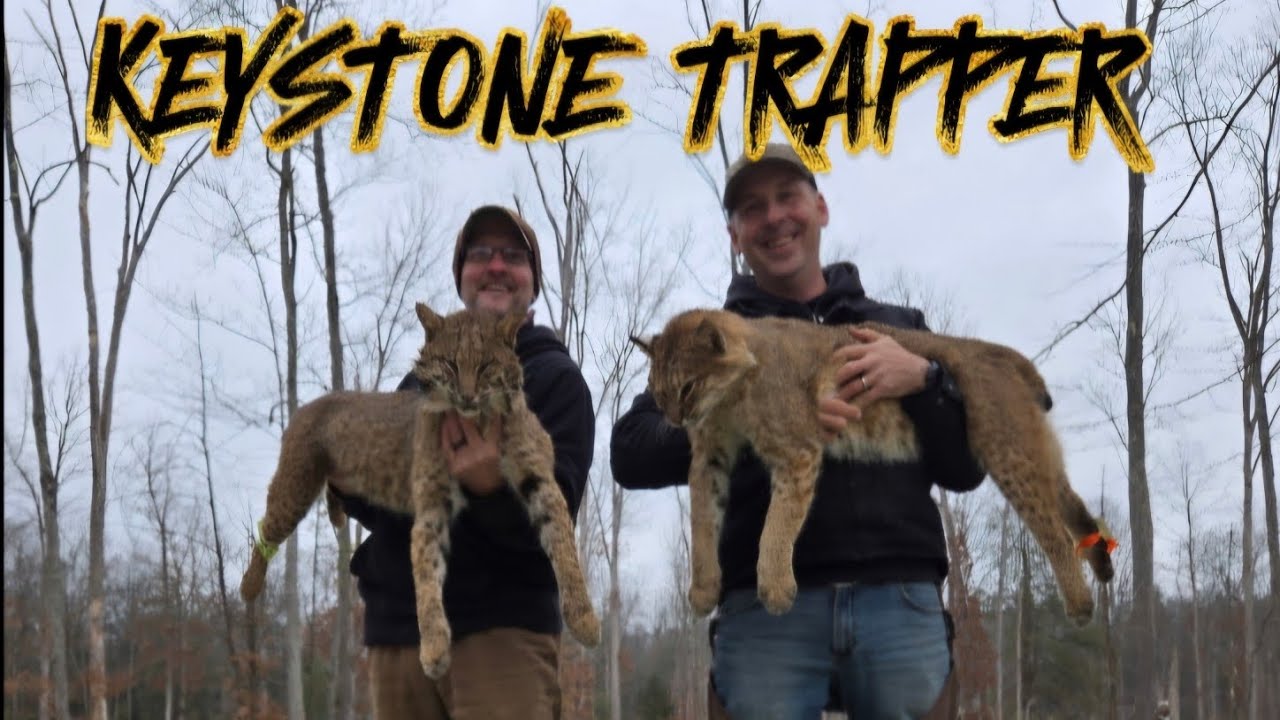 Big PA Bobcats!! Haysets are tearing it up! Episode 14 #bobcats #coyotes #haysets #trapping