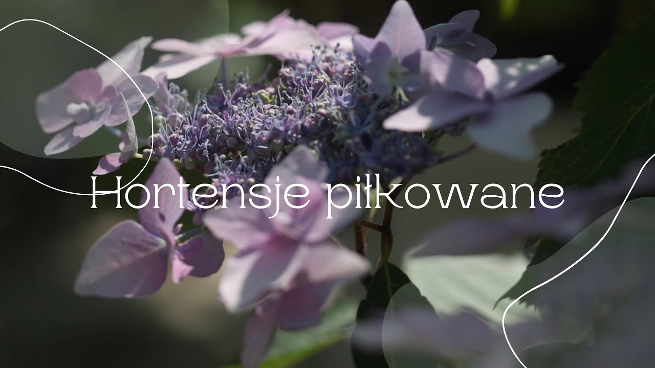 Hortensje piłkowane + z cyklu „Drzewo to życie” Grójecznik japoński